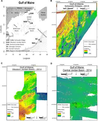 Individual and Population Level Variation in the Reproductive Potential of Deep-Sea Corals From Different Regions Within the Gulf of Maine